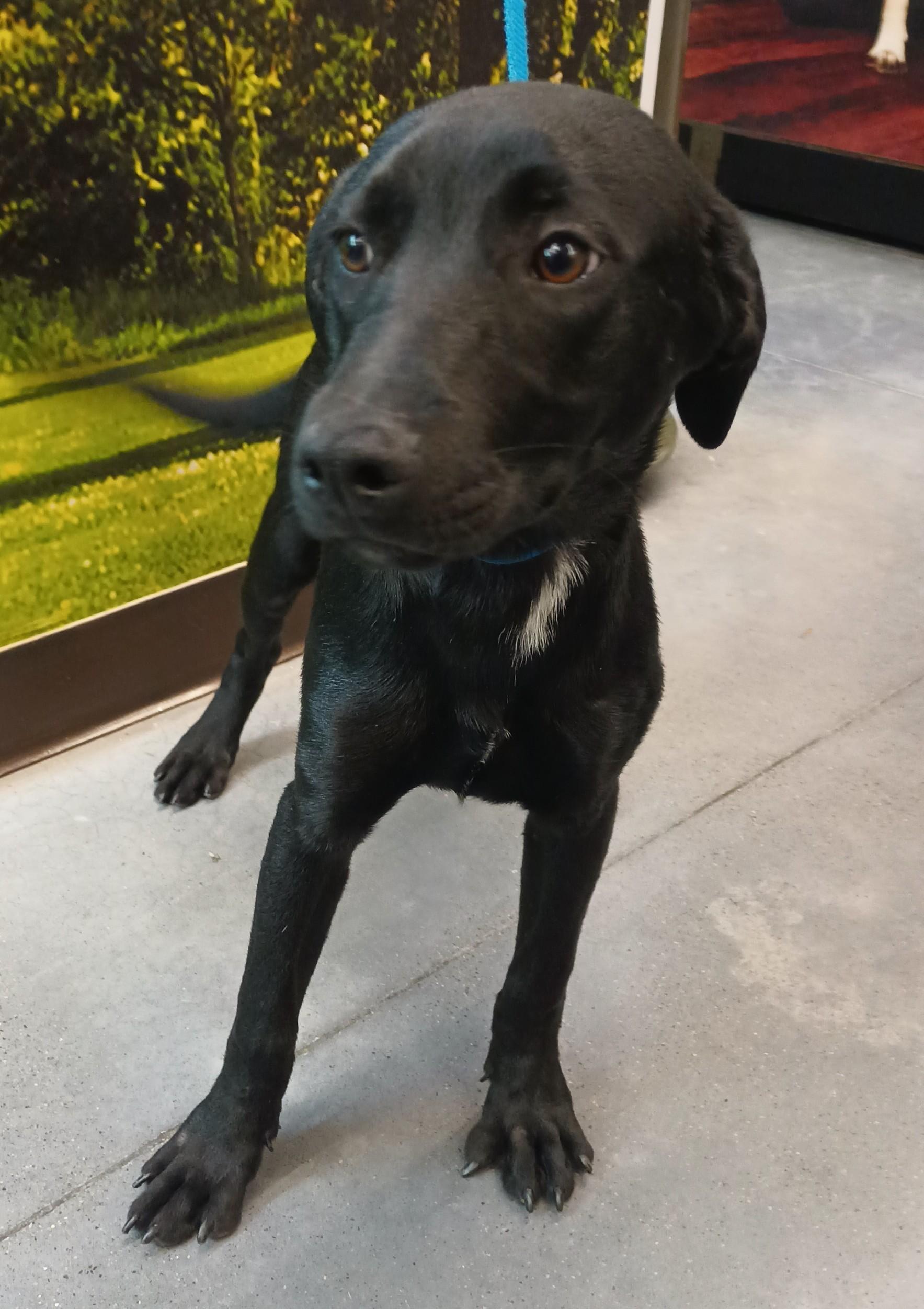 Enlarge Harel, an adopted mixed breed in San Diego, CA image 4/6