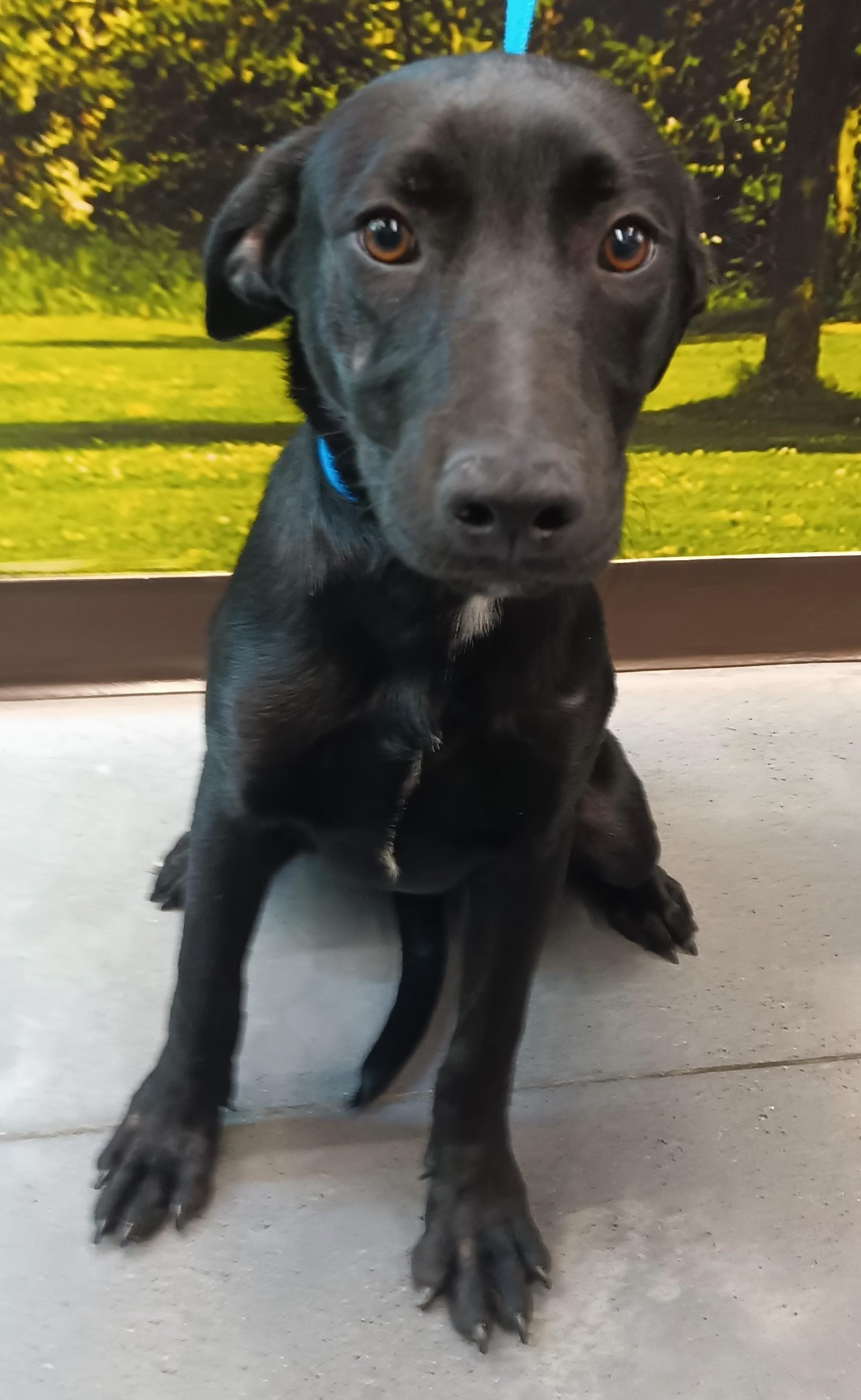 Enlarge Harel, an adopted mixed breed in San Diego, CA image 5/6