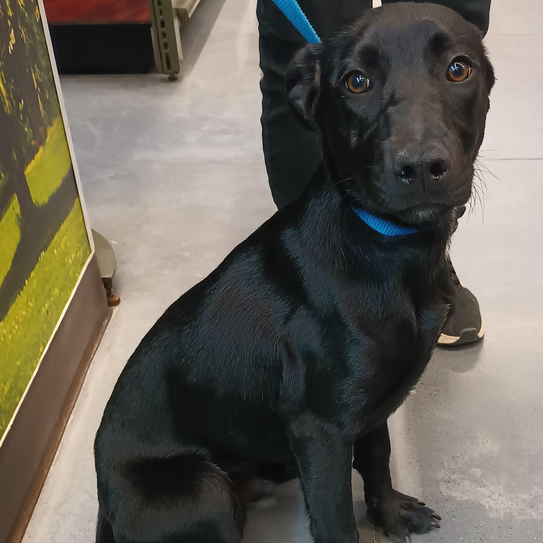 Enlarge Harel, an adopted mixed breed in San Diego, CA image 2/6