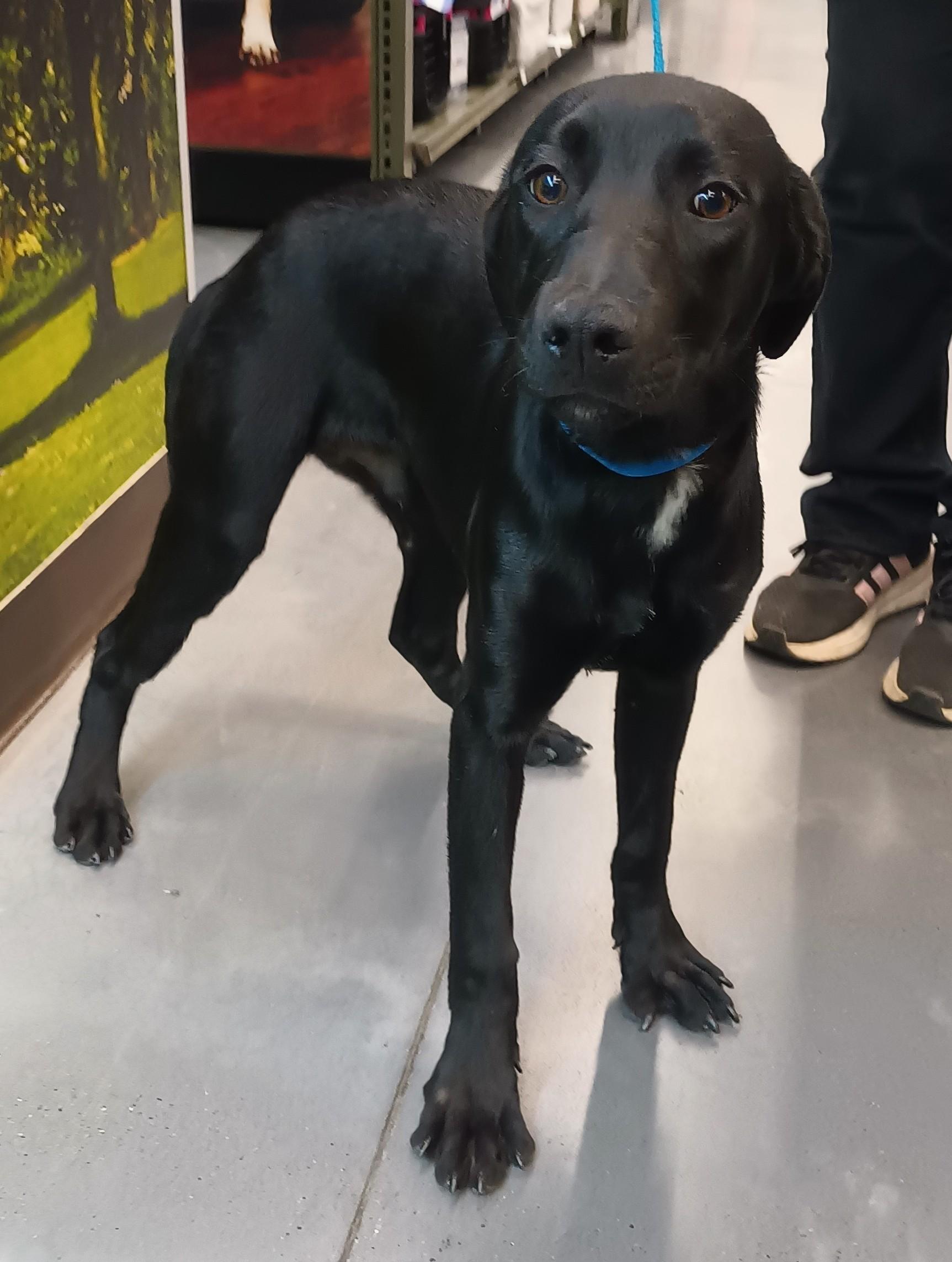 Enlarge Harel, an adopted mixed breed in San Diego, CA image 3/6