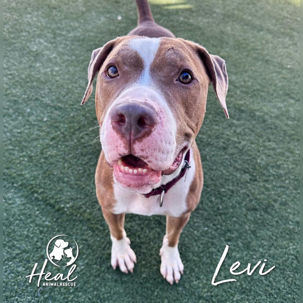 Levi, Adoptable, Young Male Pit Bull Terrier & Mixed Breed.