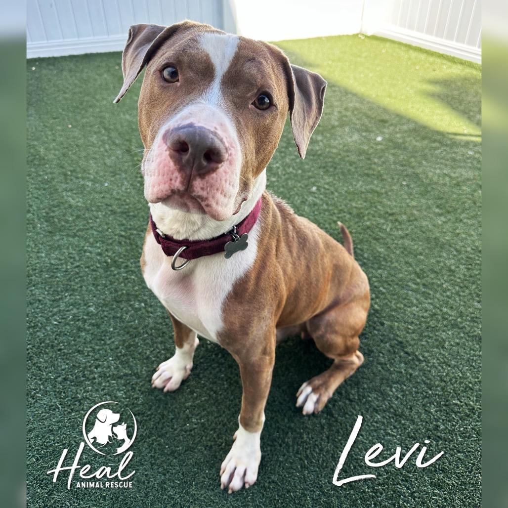 Enlarge Levi, a Adoptable mixed breed in Youngwood, PA image 2/4