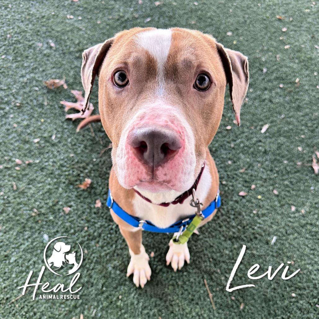 Enlarge Levi, a Adoptable mixed breed in Youngwood, PA image 1/1