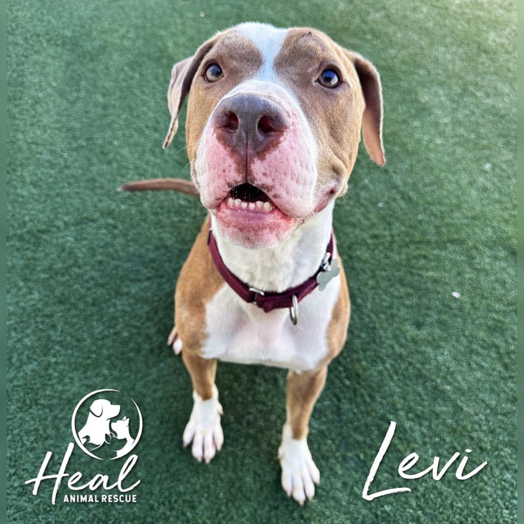 Enlarge Levi, a Adoptable mixed breed in Youngwood, PA image 4/4