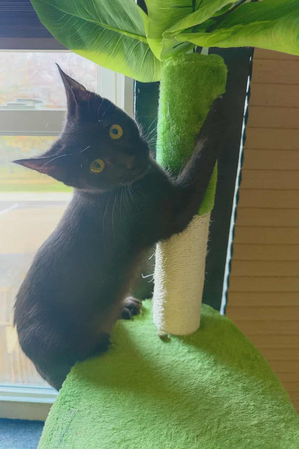 Enlarge Pop, an adopted Domestic Short Hair in oxford, PA image 2/3