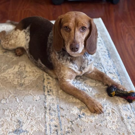 Sistine, adoptable, Adult Female Beagle.