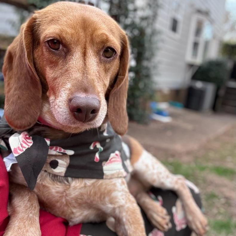 Enlarge Sistine, an adoptable mixed breed in Concord, NC image 2/5