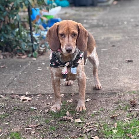 Enlarge Sistine, an adoptable mixed breed in Concord, NC image 5/5