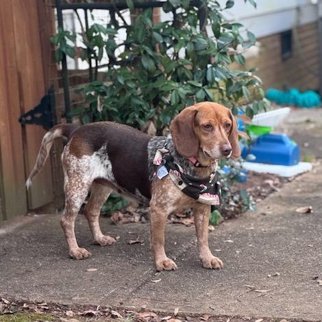 Enlarge Sistine, an adoptable mixed breed in Concord, NC image 3/5