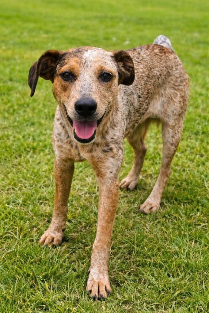 Enlarge Cinnamon Sneakers, a Adopted mixed breed in El Dorado, AR image 1/1