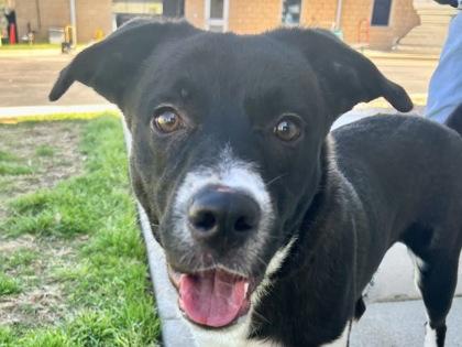 Steel, adopted, Adult Male Mixed Breed.