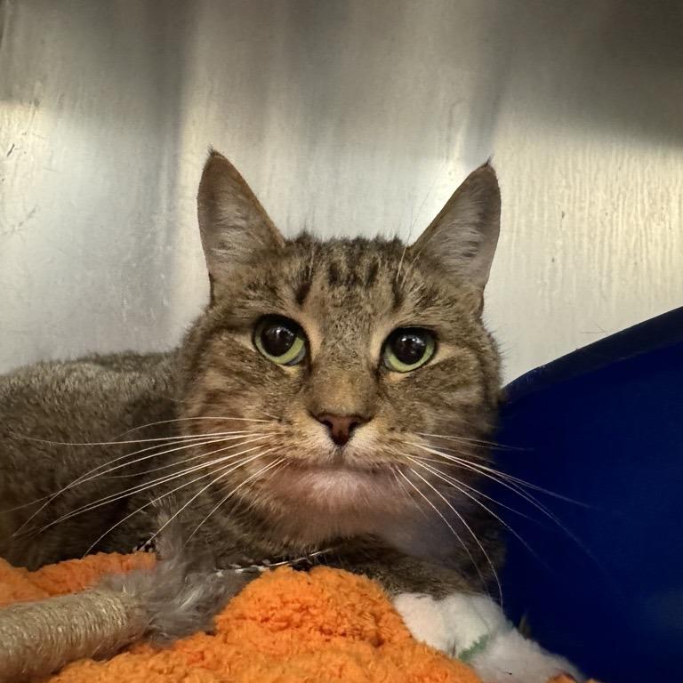 Darcy, Adoptable, Adult Female Domestic Short Hair.