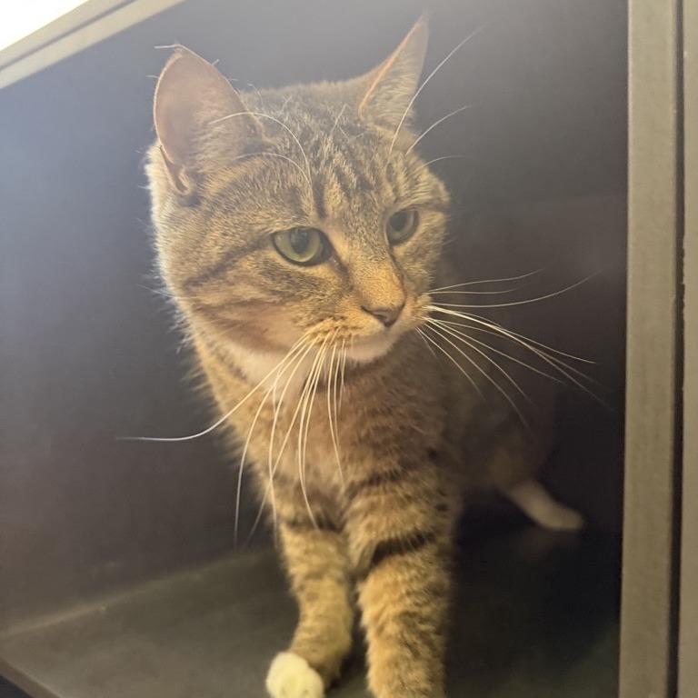 Darcy, a Adoptable Domestic Short Hair in New York, NY image 2/4