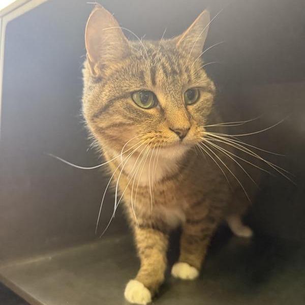 Darcy, a Adoptable Domestic Short Hair in New York, NY image 4/4