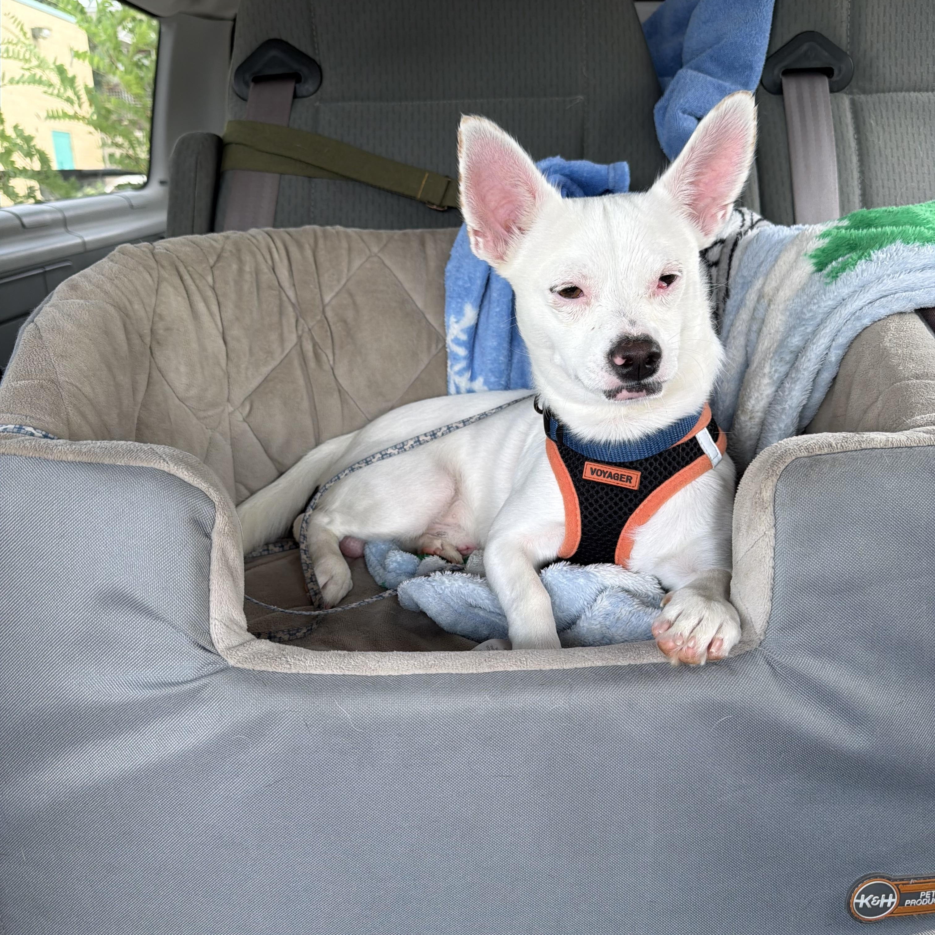Enlarge Zeke, a ADOPTABLE mixed breed in Langley, BC image 4/4