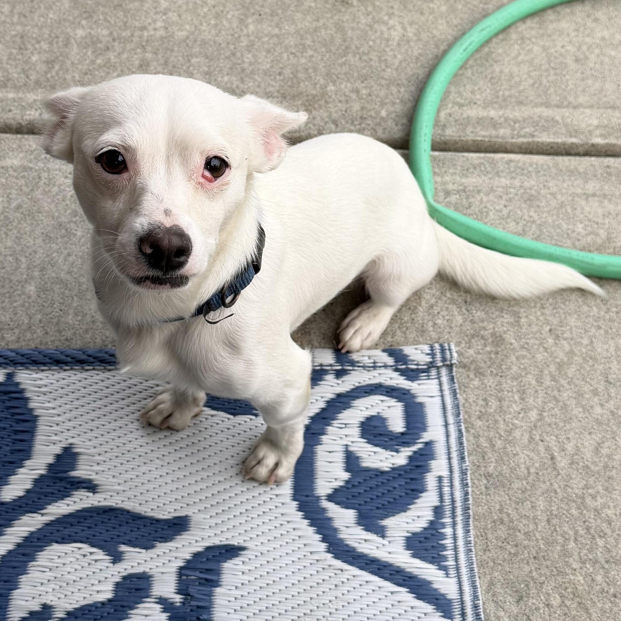 Enlarge Zeke, a ADOPTABLE mixed breed in Langley, BC image 2/4