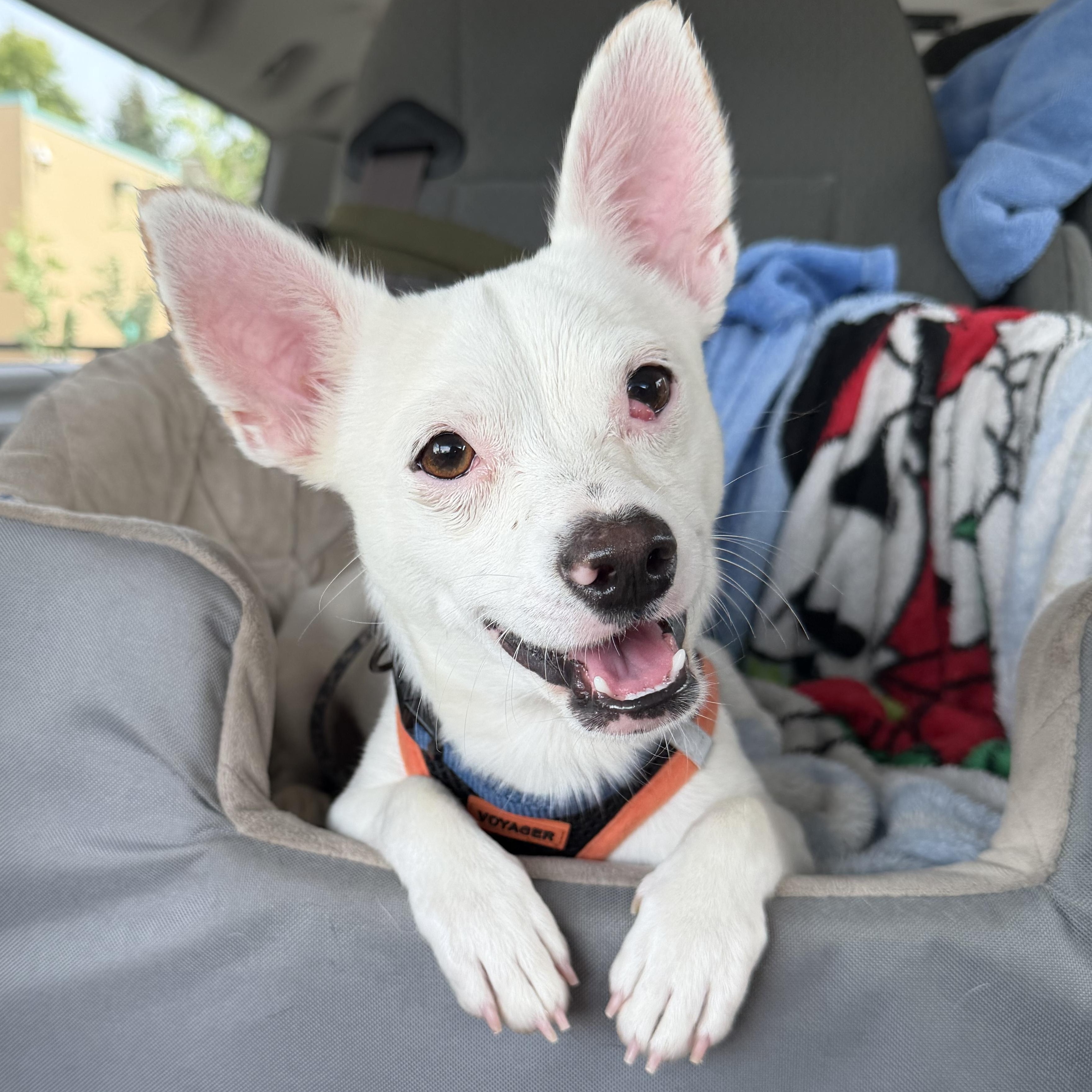 Zeke, ADOPTABLE, Adult Male Chihuahua & Dachshund.