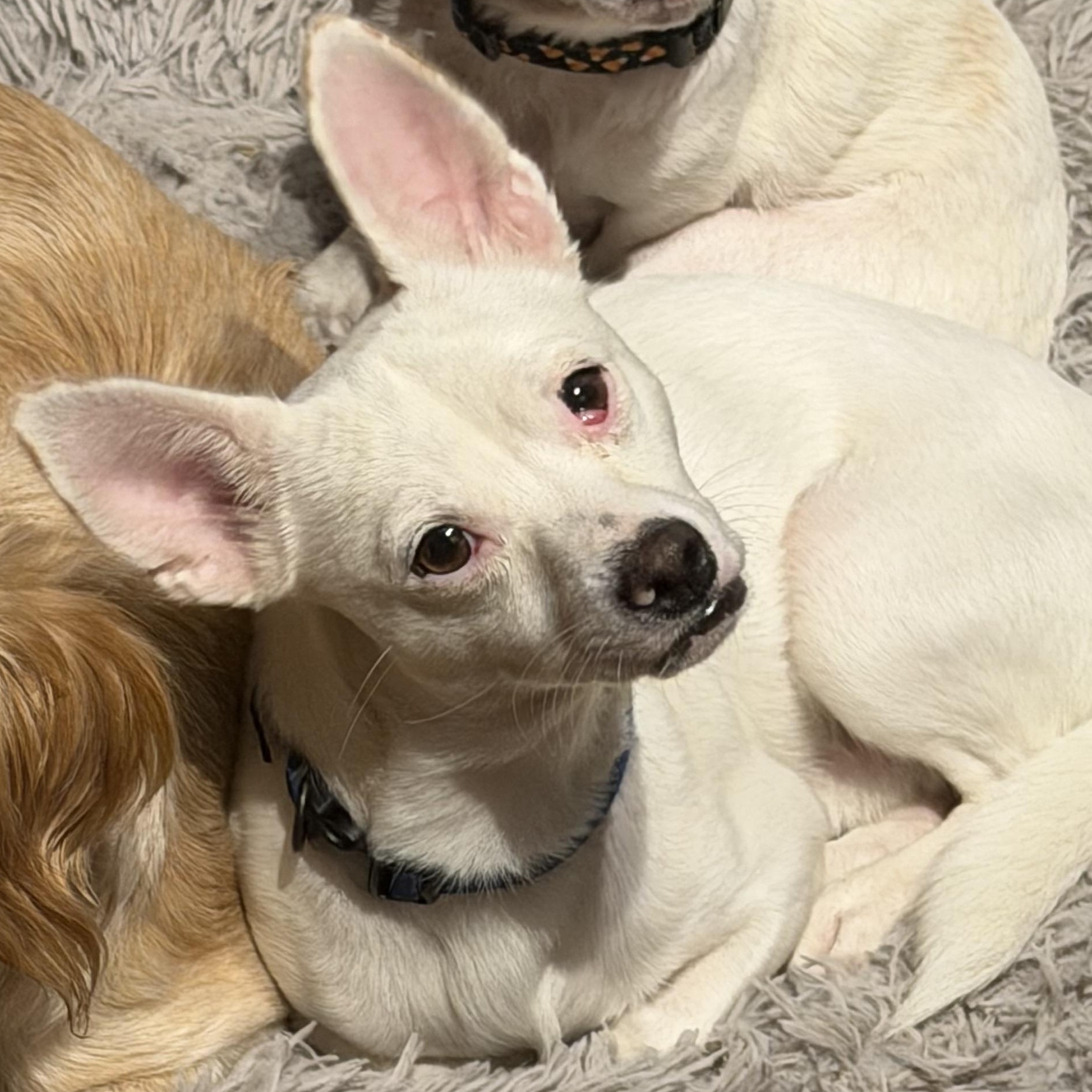 Enlarge Zeke, a ADOPTABLE mixed breed in Langley, BC image 3/4