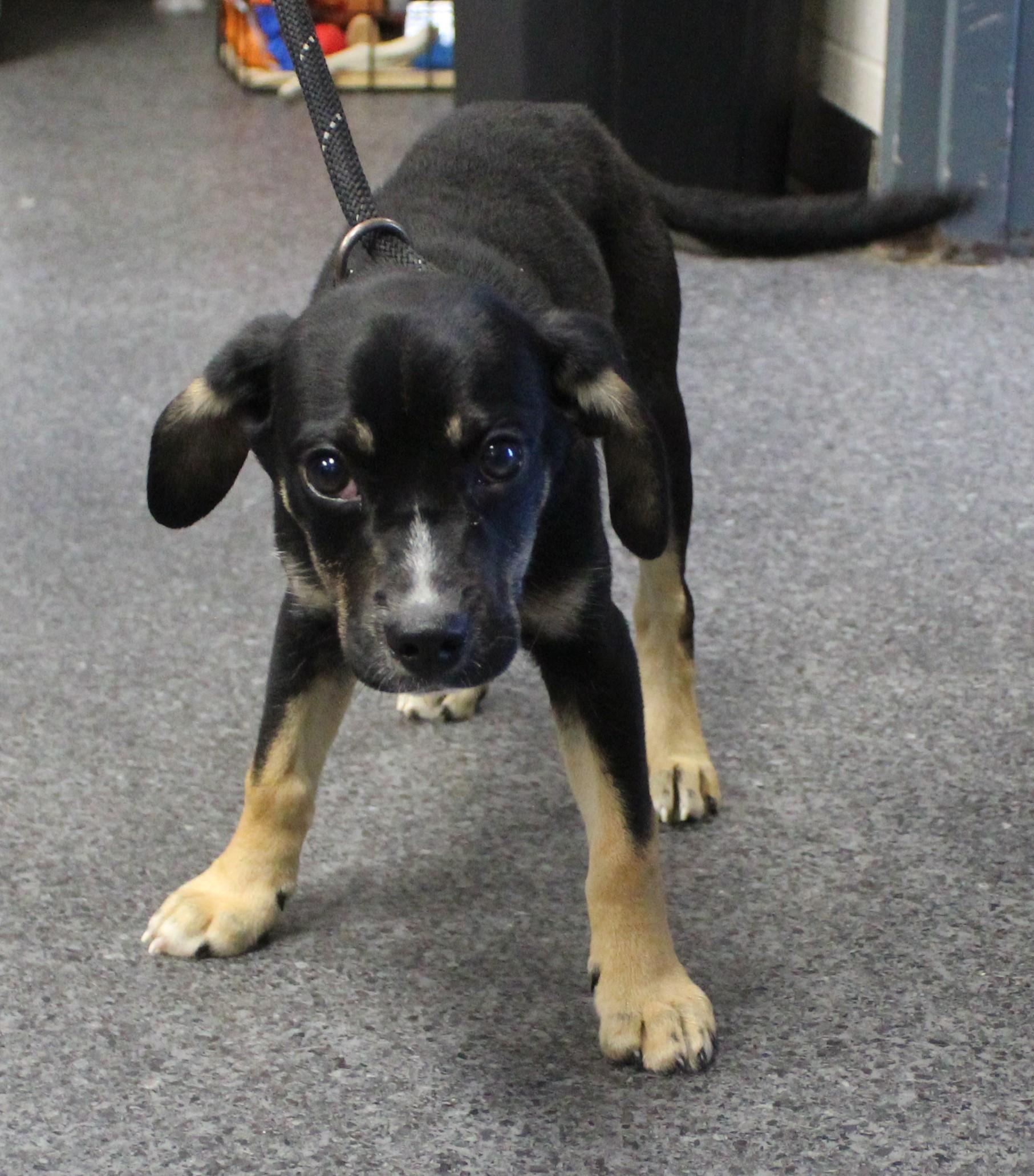 Enlarge Starsky (12324), a Adopted mixed breed in Heath, OH image 2/2