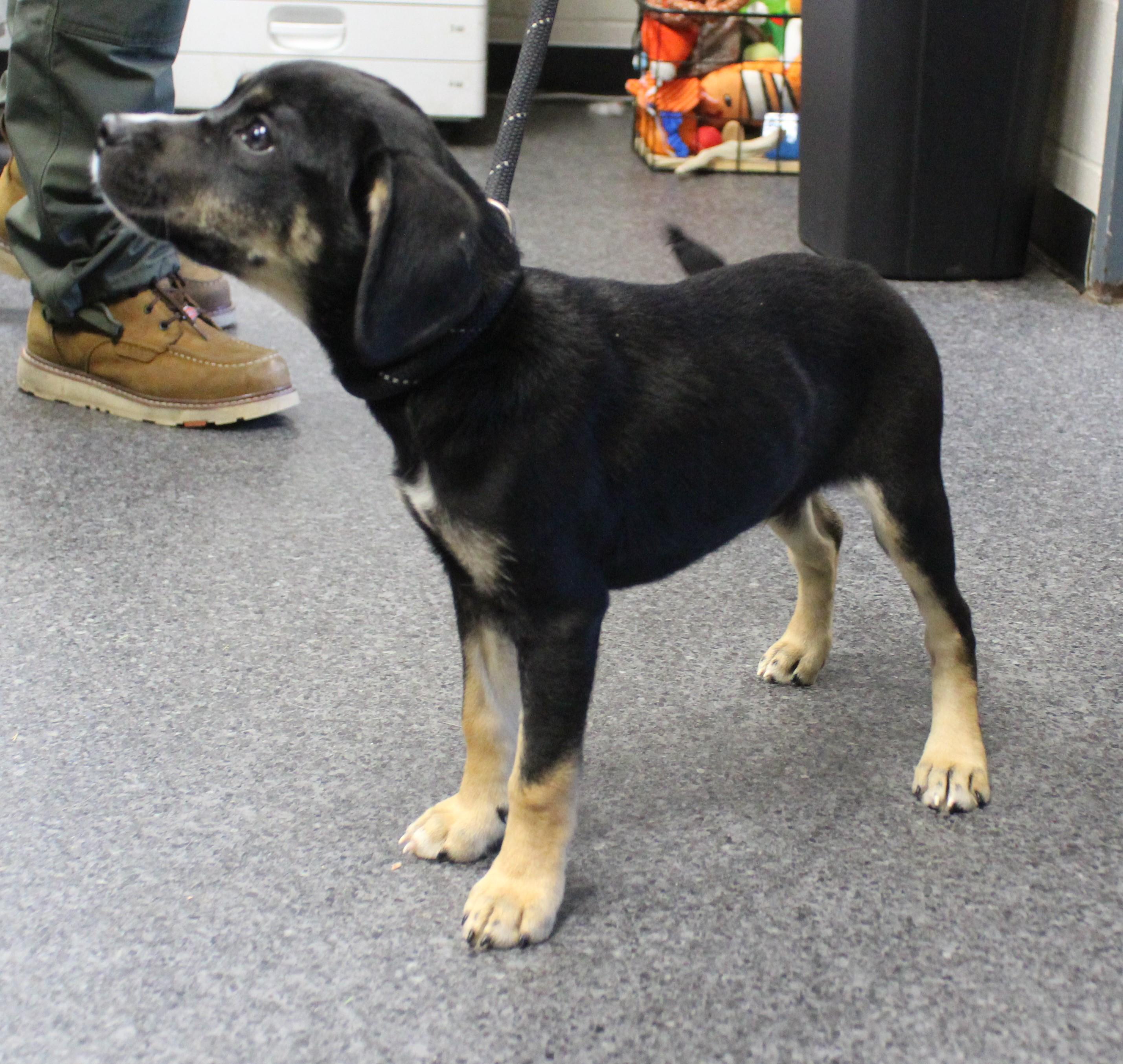 Starsky (12324), Adopted, Puppy Male Shepherd.