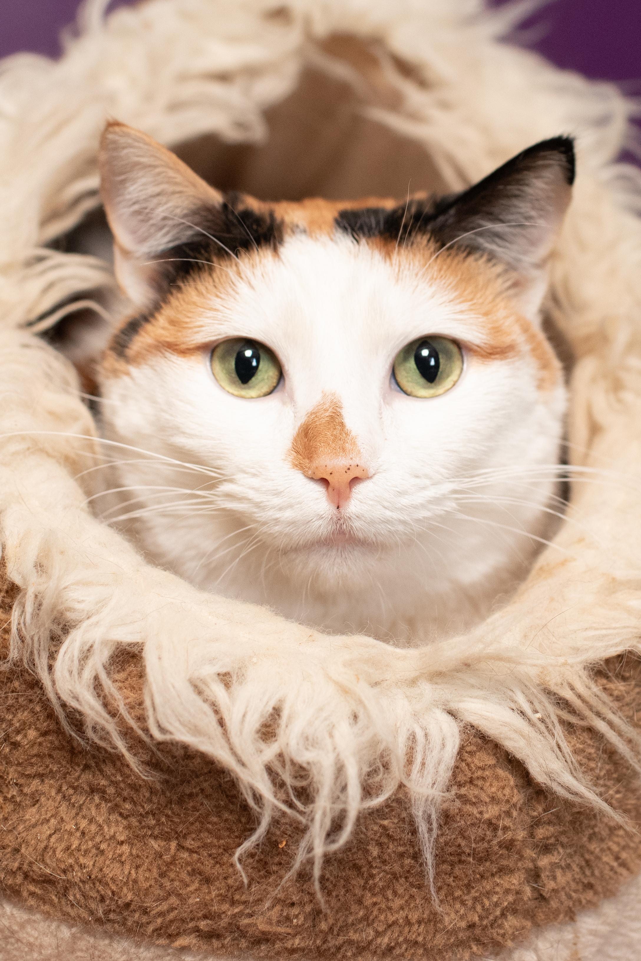 Dottie, an adoptable Calico in Greensburg, PA_image-1