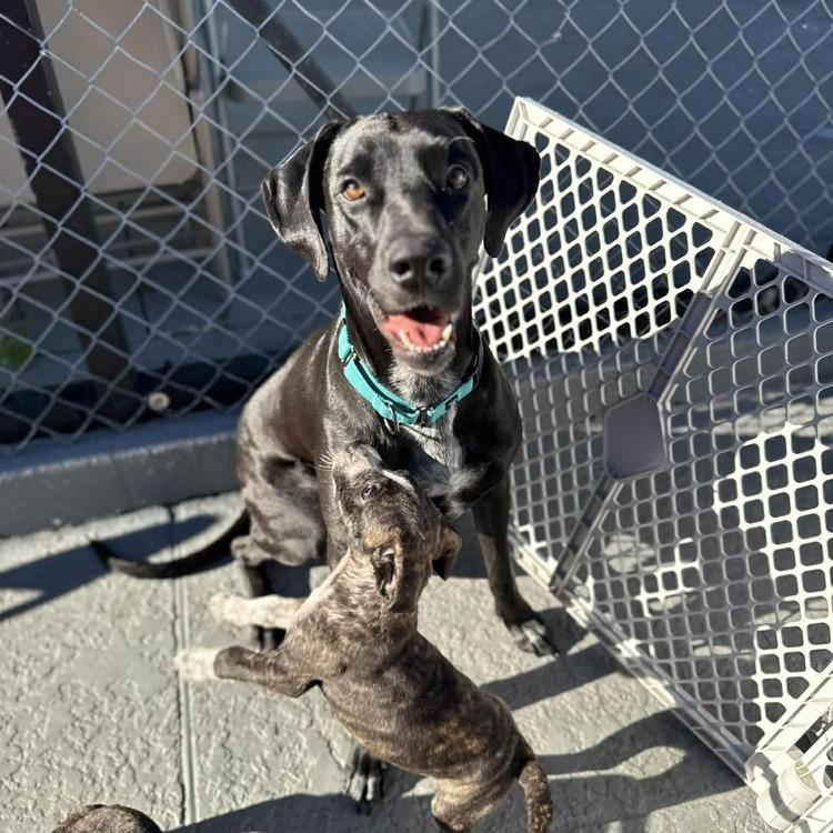 Enlarge Dana the Dane (Mom), a Adoptable mixed breed in Seminole, FL image 1/6