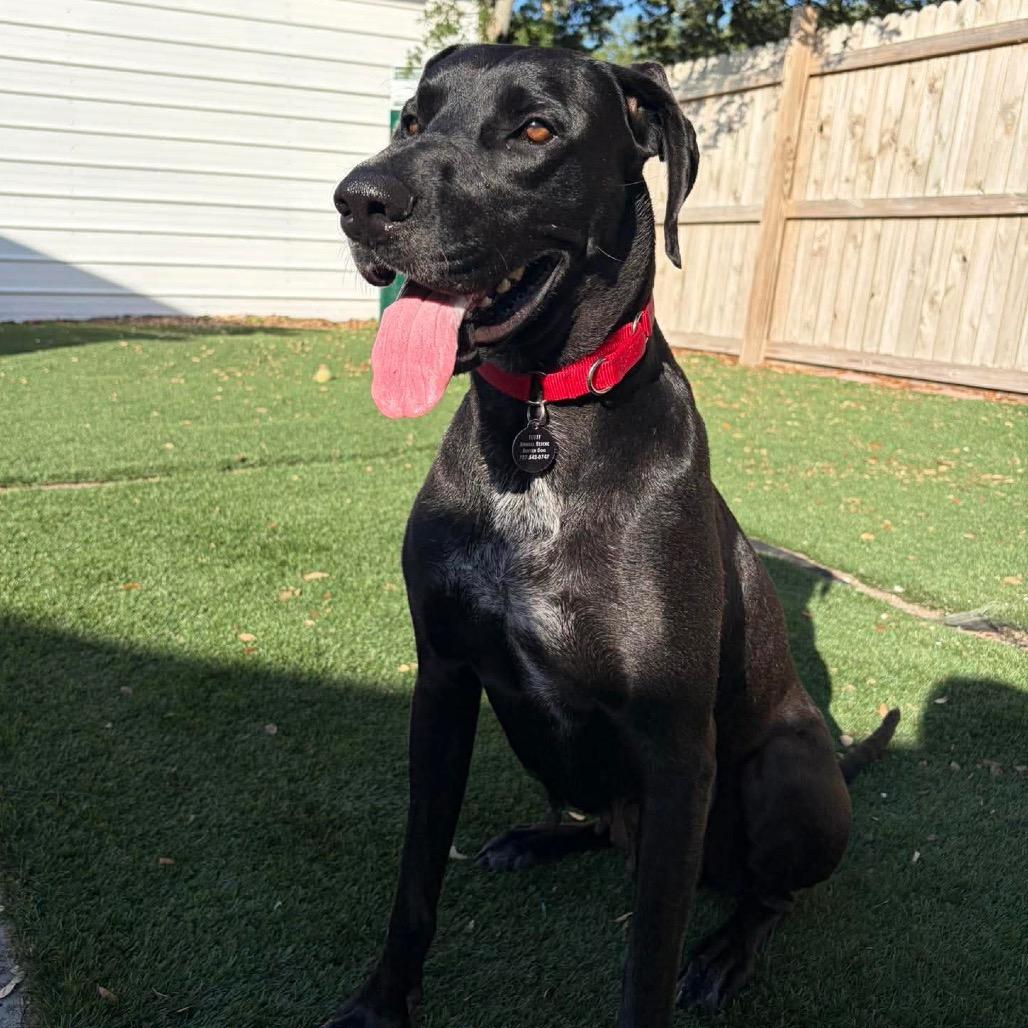 Dana the Dane (Mom), Adoptable, Adult Female Great Dane & Mixed Breed.