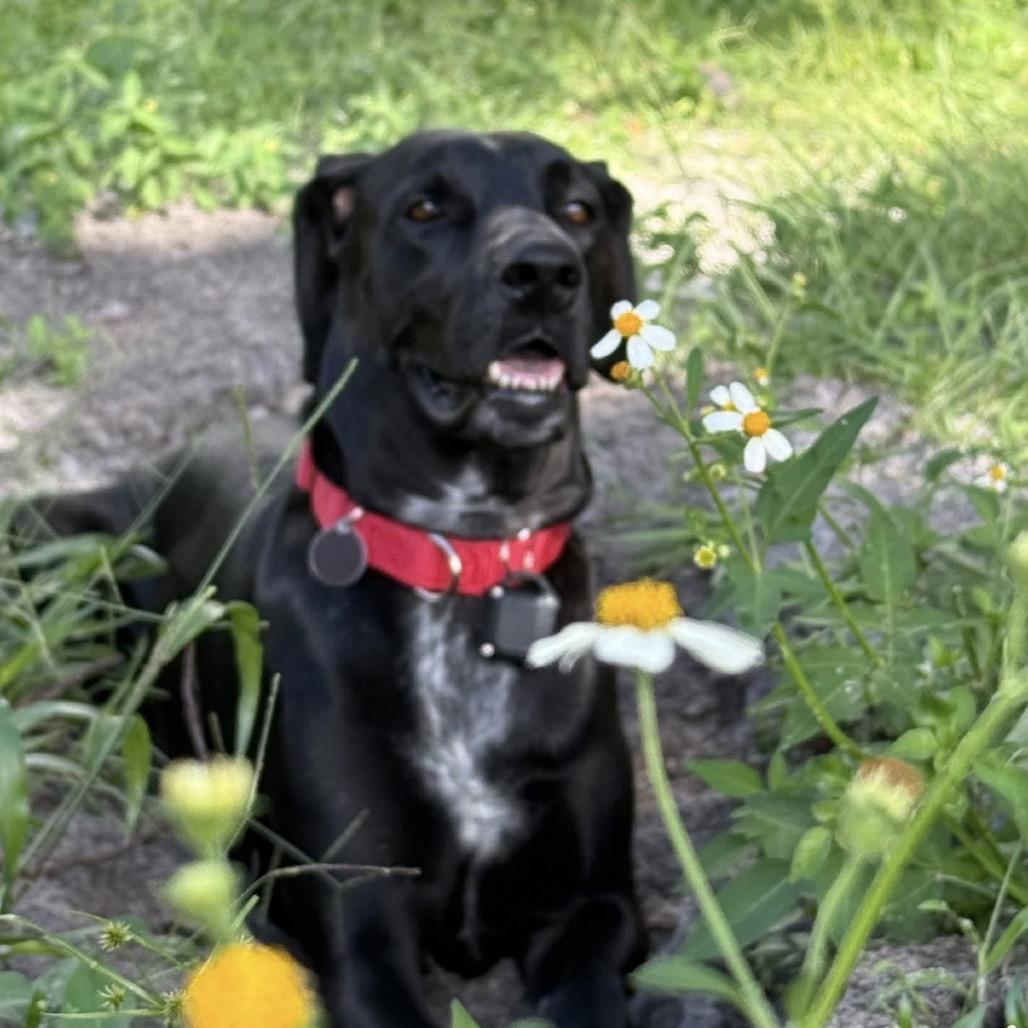 Enlarge Dana the Dane (Mom), a Adoptable mixed breed in Seminole, FL image 2/6