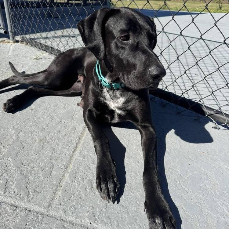 Enlarge Dana the Dane (Mom), a Adoptable mixed breed in Seminole, FL image 1/6