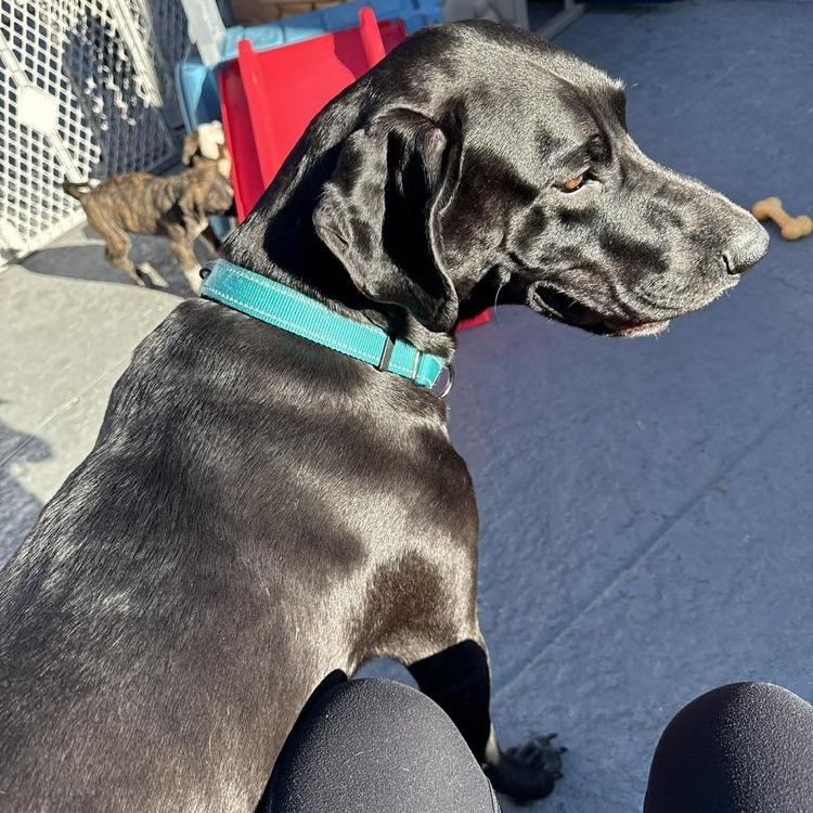 Enlarge Dana the Dane (Mom), a Adoptable mixed breed in Seminole, FL image 2/6