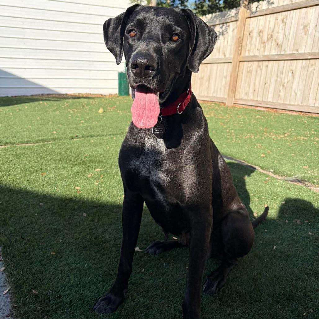 Dana the Dane (Mom), a Adoptable mixed breed in Seminole, FL image 3/6