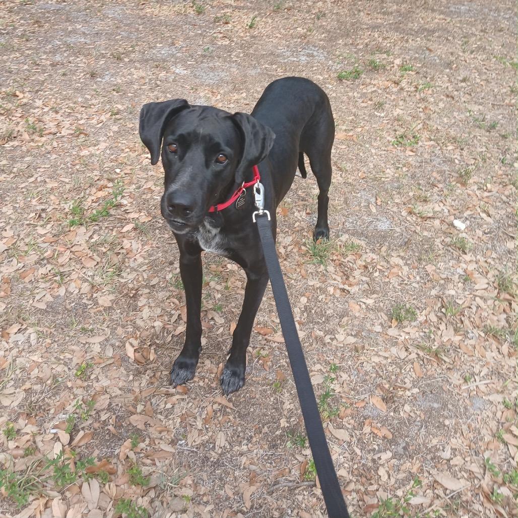 Enlarge Dana the Dane (Mom), a Adoptable mixed breed in Seminole, FL image 5/6