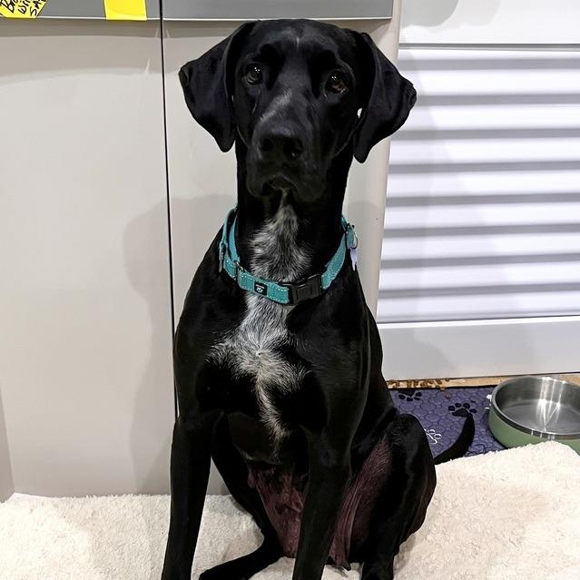 Enlarge Dana the Dane (Mom), a Adoptable mixed breed in Seminole, FL image 3/6