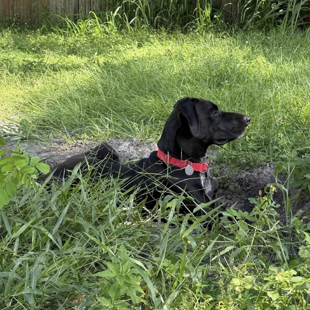 Enlarge Dana the Dane (Mom), a Adoptable mixed breed in Seminole, FL image 6/6