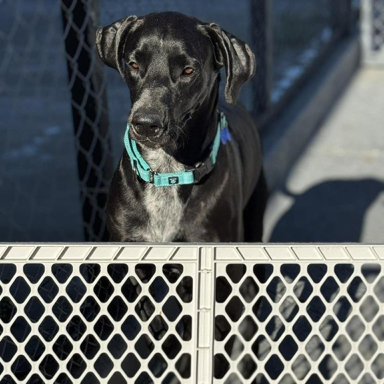 Enlarge Dana the Dane (Mom), a Adoptable mixed breed in Seminole, FL image 4/6