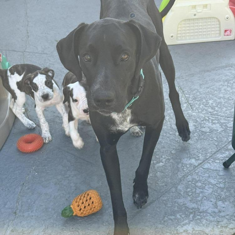 Enlarge Dana the Dane (Mom), a Adoptable mixed breed in Seminole, FL image 6/6