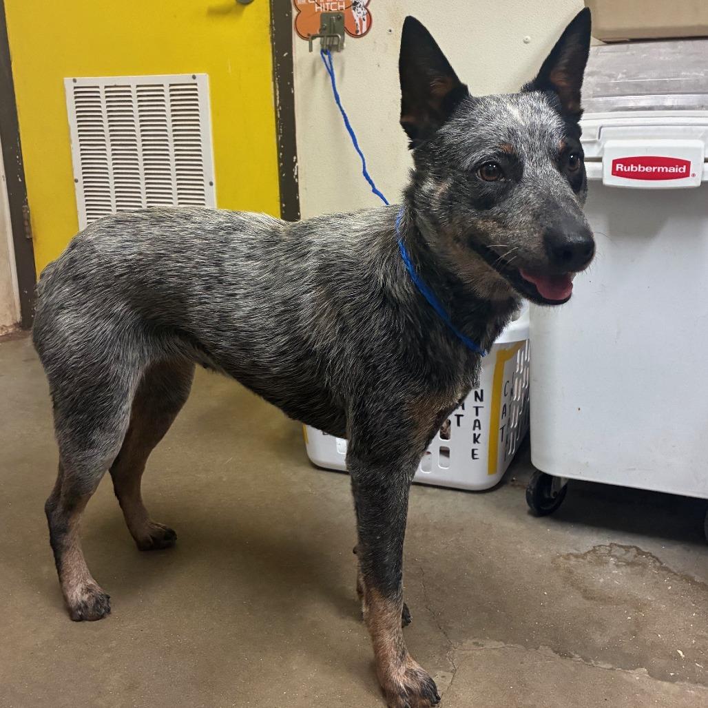 Enlarge Glo, a Adoptable Australian Cattle Dog / Blue Heeler in Bryan, TX image 1/6