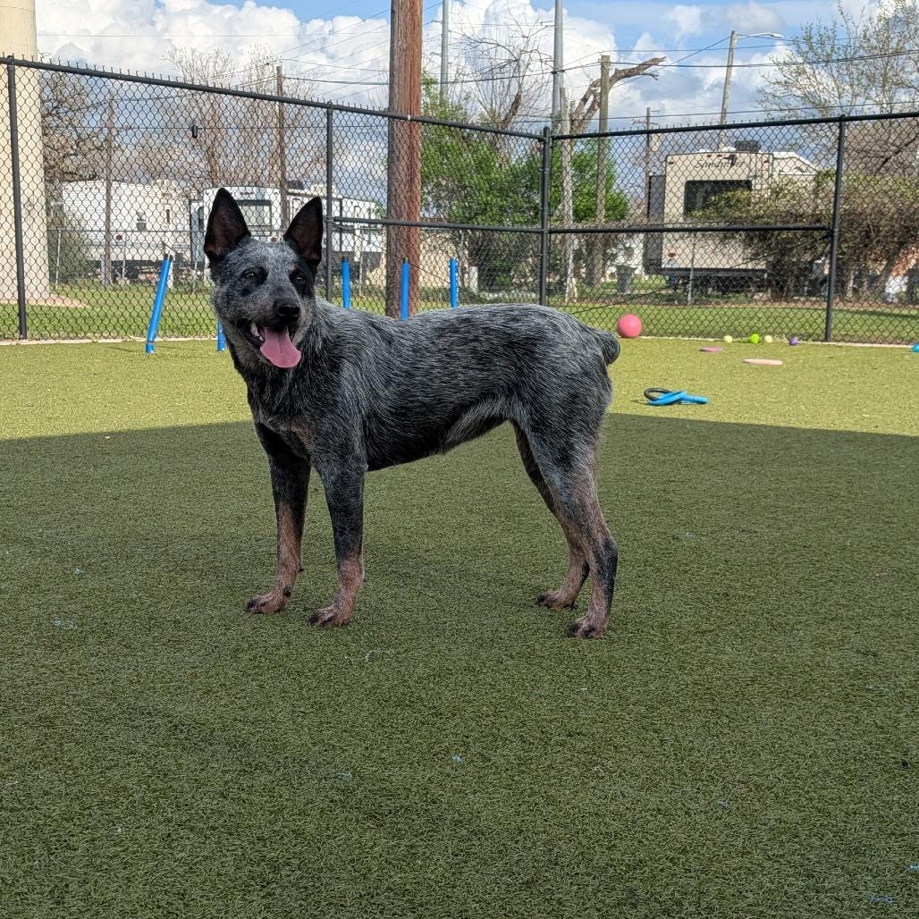 Enlarge Glo, a Adoptable Australian Cattle Dog / Blue Heeler in Bryan, TX image 2/6