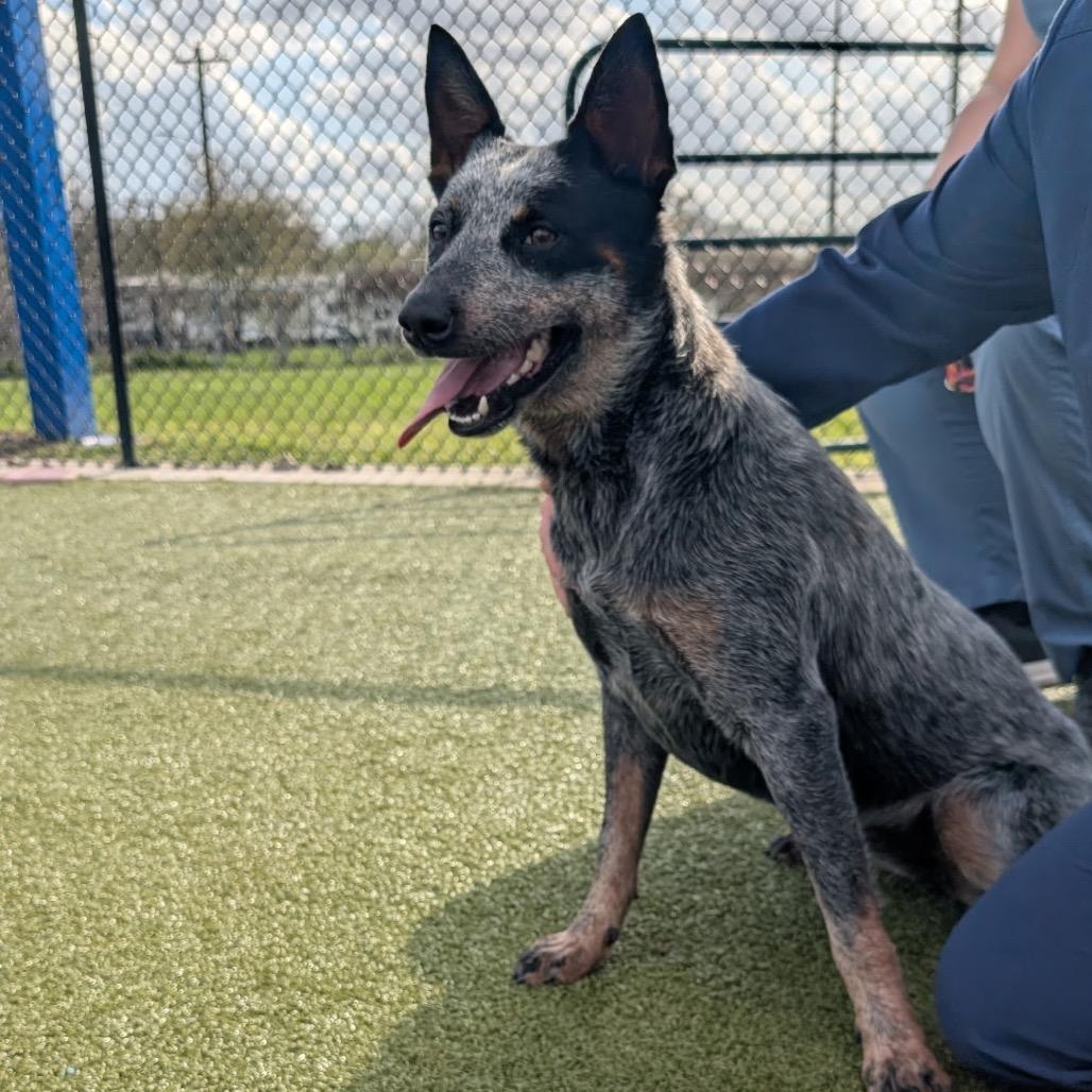 Enlarge Glo, a Adoptable Australian Cattle Dog / Blue Heeler in Bryan, TX image 5/6