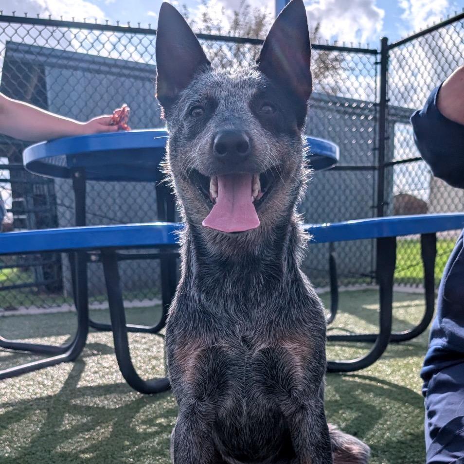 Enlarge Glo, a Adoptable Australian Cattle Dog / Blue Heeler in Bryan, TX image 6/6