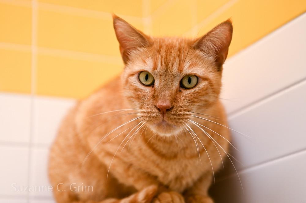 Enlarge Pappy, a Adoptable mixed breed in New Orleans, LA image 1/5