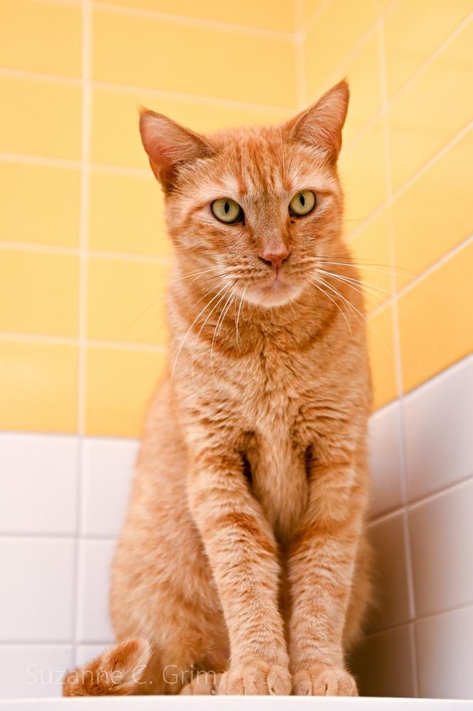 Pappy, a Adoptable mixed breed in New Orleans, LA image 1/6