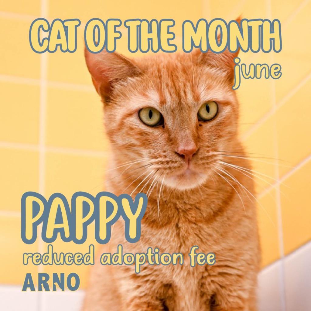 Pappy, a Adoptable mixed breed in New Orleans, LA image 2/6