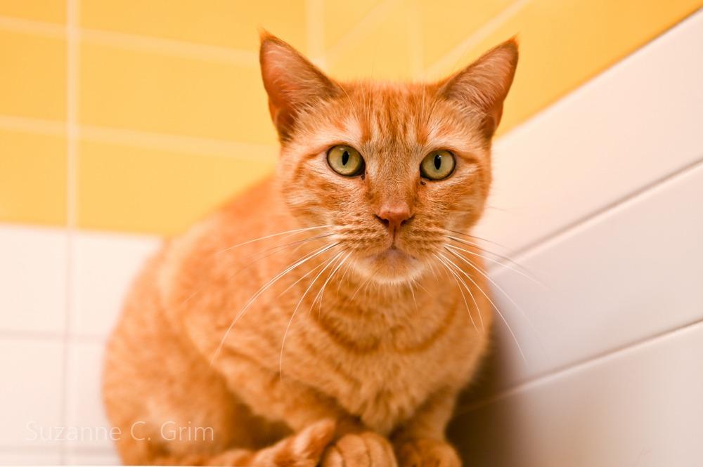 Enlarge Pappy, a Adoptable mixed breed in New Orleans, LA image 3/5