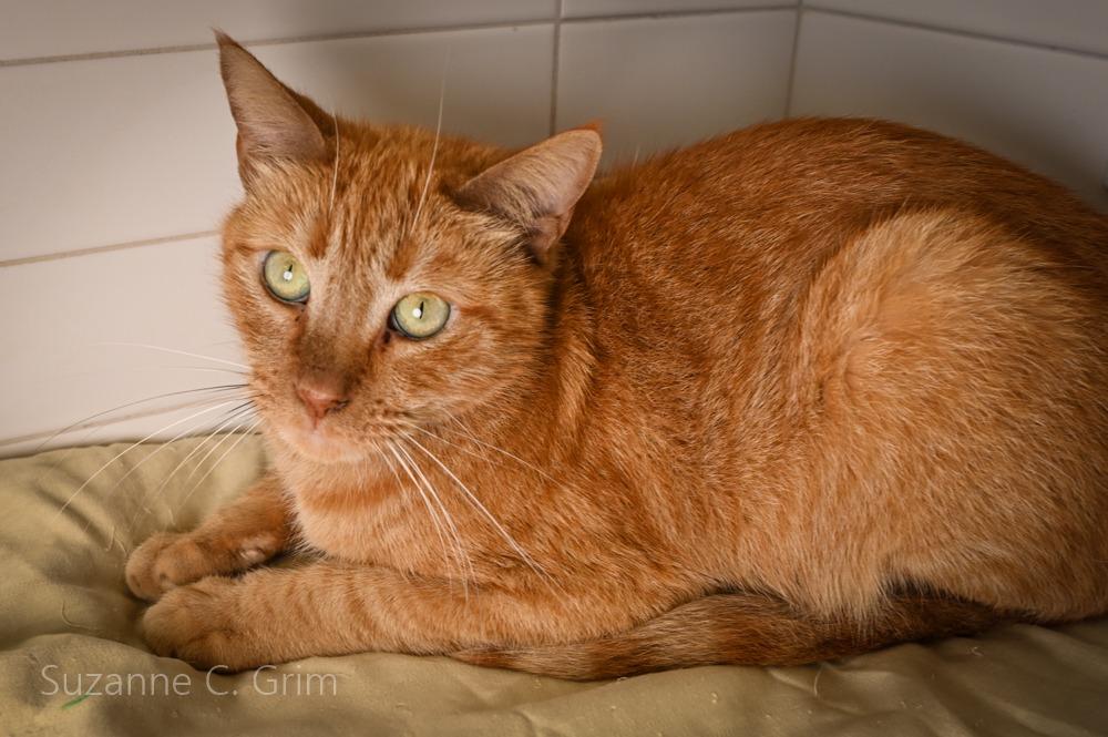 Enlarge Pappy, a Adoptable mixed breed in New Orleans, LA image 4/5
