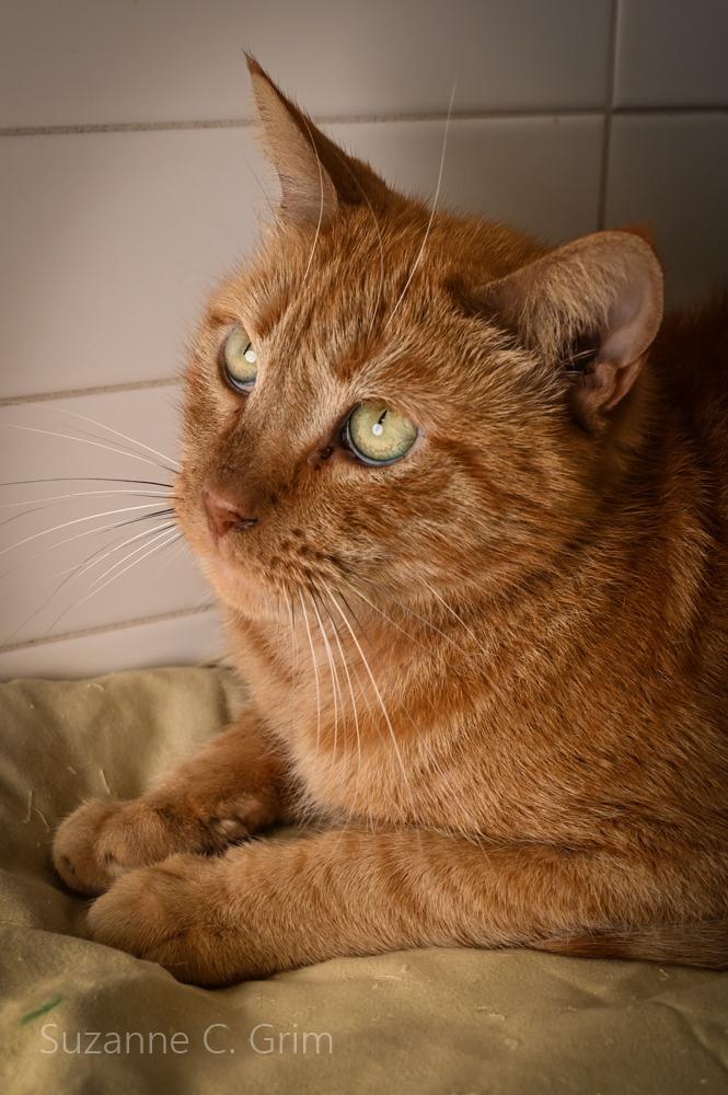 Enlarge Pappy, a Adoptable mixed breed in New Orleans, LA image 5/5