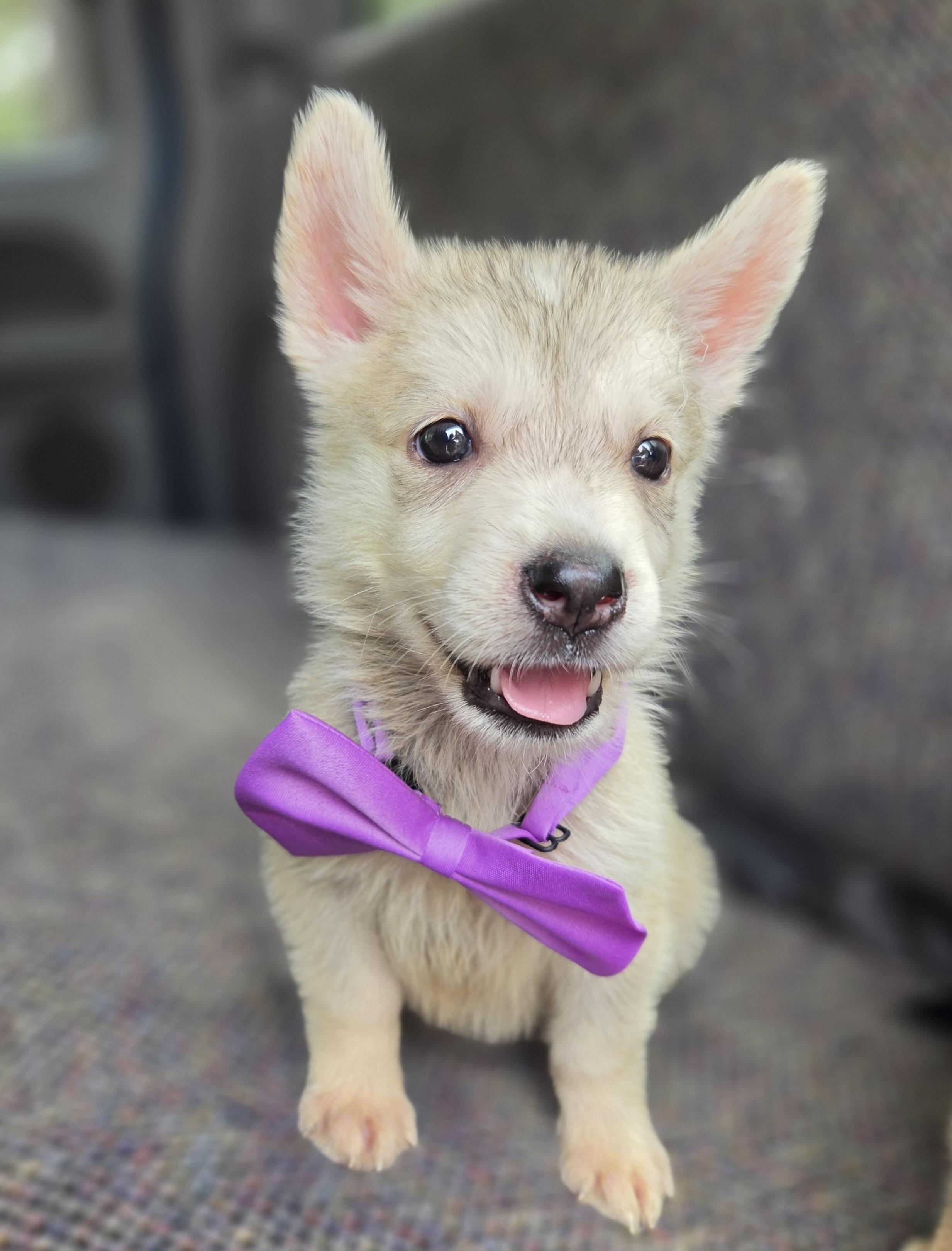 Enlarge Pixie, a Adoptable mixed breed in Atlanta , GA image 6/6