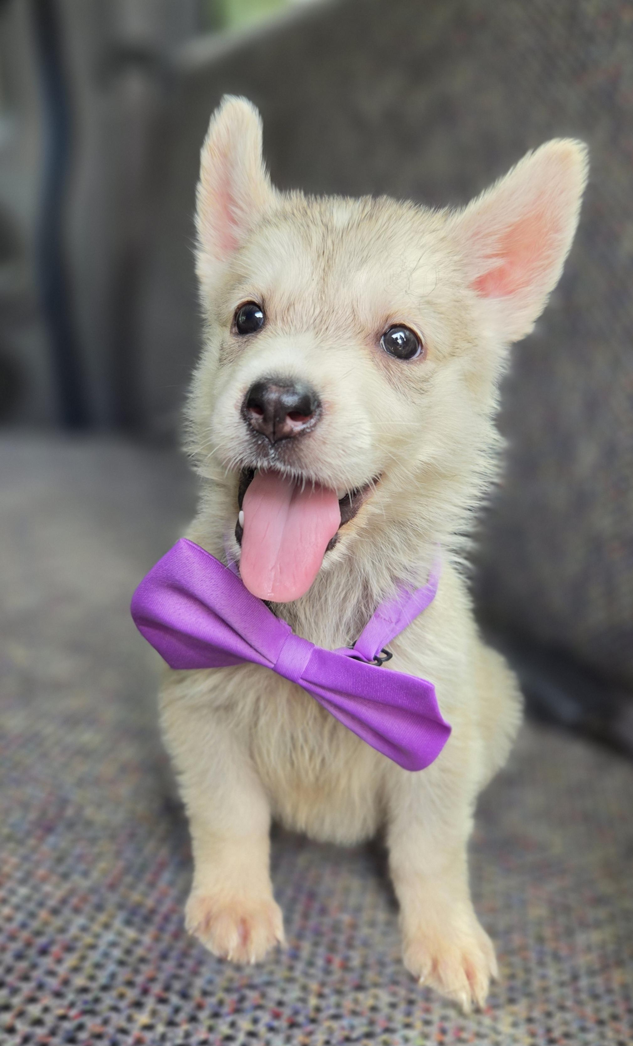 Enlarge Pixie, a Adoptable mixed breed in Atlanta , GA image 3/6