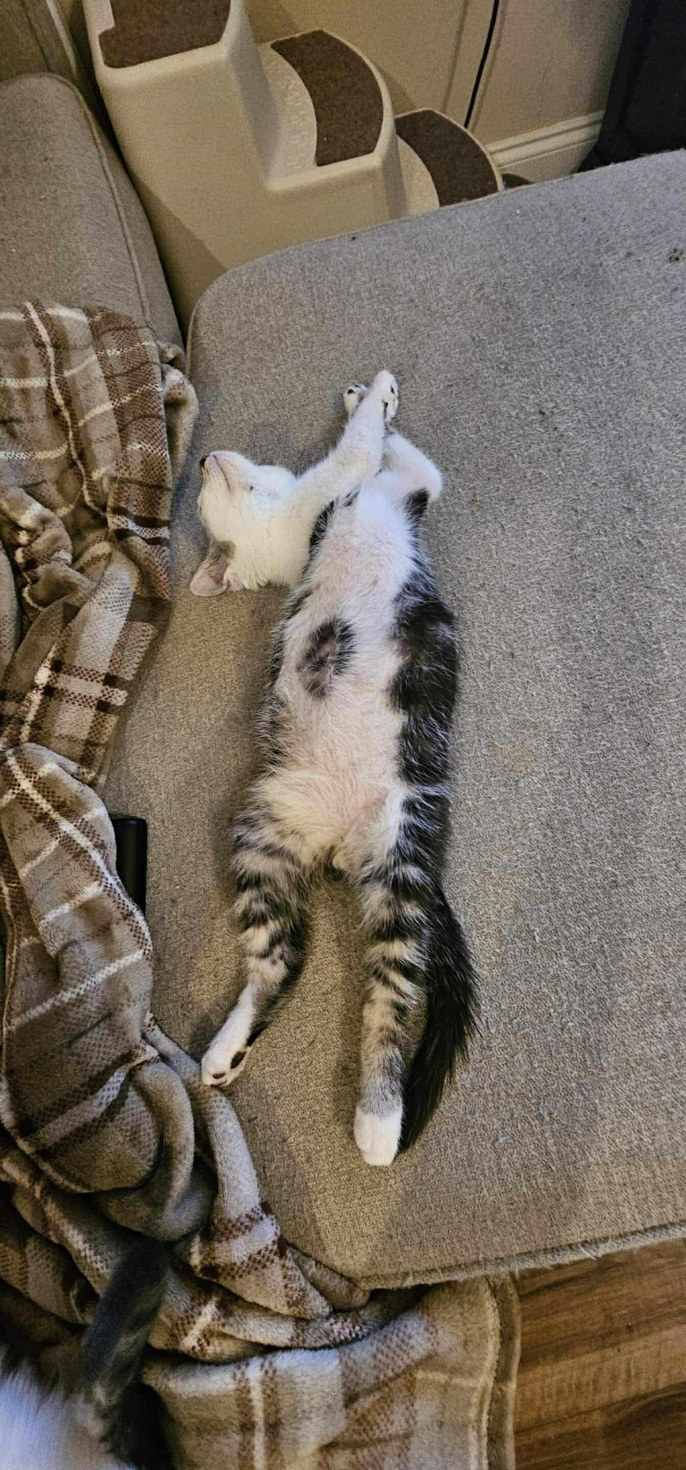 Moose (Tiff-Fostered in New England) photo 2
