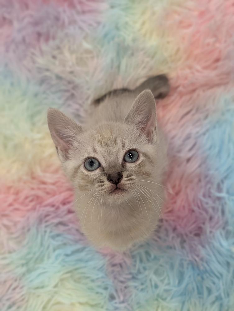 Flora, Adoptable, Kitten Female Siamese & Tabby.